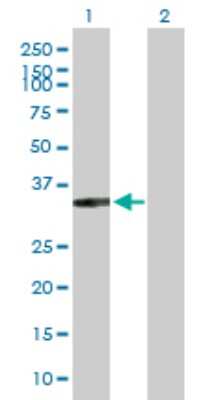 Western Blot: XRCC2 Antibody [H00007516-D01P] - Analysis of XRCC2 expression in transfected 293T cell line by XRCC2 polyclonal antibody.Lane 1: XRCC2 transfected lysate(32.00 KDa).Lane 2: Non-transfected lysate.