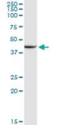 Western Blot: XRCC4 Antibody [H00007518-D01P] - Analysis of XRCC4 expression in mouse liver.