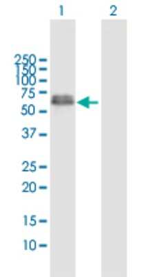 Western Blot: XRCC4 Antibody [H00007518-D01P] - Analysis of XRCC4 expression in transfected 293T cell line by XRCC4 polyclonal antibody.Lane 1: XRCC4 transfected lysate(38.30 KDa).Lane 2: Non-transfected lysate.