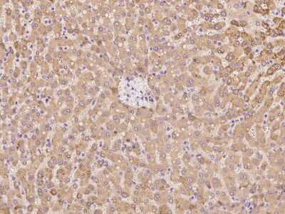 Immunohistochemistry-Paraffin: XTP12 Antibody [NBP2-97943] - Immunochemical staining of human XTP12 in human kidney with rabbit polyclonal antibody at 1:100 dilution, formalin-fixed paraffin embedded sections.