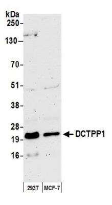 Western Blot: XTP3TPA Antibody [NBP2-76374] - Detection of human DCTPP1 by western blot. Samples: Whole cell lysate (50 ug) from HEK293T and MCF-7 cells prepared using NETN lysis buffer. Antibody: Affinity purified rabbit anti-DCTPP1 antibody NBP2-76374 used for WB at 1:1000. Detection: Chemiluminescence with an exposure time of 3 minutes.