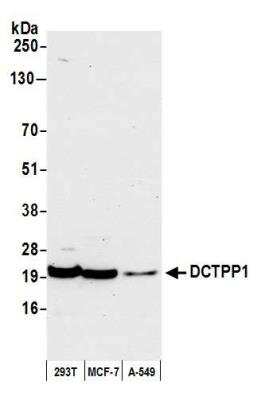 Western Blot: XTP3TPA Antibody [NBP2-76375] - Samples: Whole cell lysate (50 ug) from HEK293T, MCF-7, and A-549 cells prepared using NETN lysis buffer. Antibody: Affinity purified rabbit anti-DCTPP1 antibody NBP2-76375 used for WB at 1:1000. Detection: Chemiluminescence with an exposure time of 30 seconds.