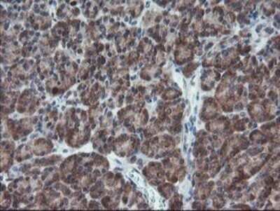 Immunohistochemistry: XTP4 Antibody (OTI2D5) - Azide and BSA Free [NBP2-74904] - Analysis of Human pancreas tissue.