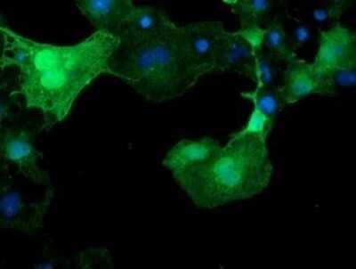 Immunofluorescence XTP4 Antibody (OTI2D5)