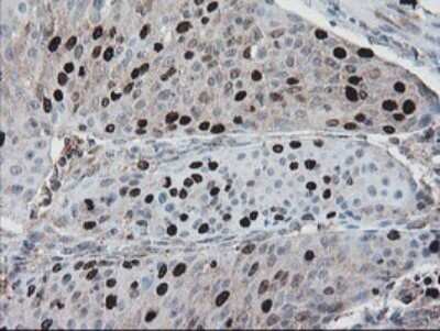 Immunohistochemistry XTP4 Antibody (OTI2D5)