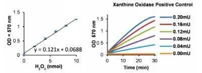 Xanthine Oxidase Assay Kit (Fluorometric) [KA0874] - The standard curve is for the purpose of illustration only and should not be used to calculate unknowns. A standard curve should be generated each time the assay is performed.