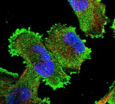 Immunocytochemistry/ Immunofluorescence Xrn1 Antibody