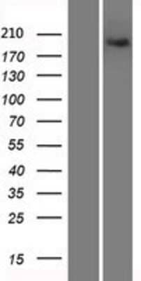 Western Blot Xrn1 Overexpression Lysate