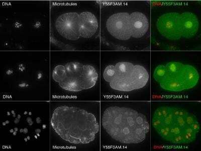 Immunocytochemistry/Immunofluorescence: Y55F3AM.14 Antibody [48770002] - This image is specific to animal number SDQ3962 Nuclear staining with some slight enrichment at the nuclear envelope