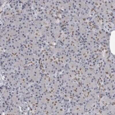 Immunohistochemistry-Paraffin: YAF2 Antibody [NBP1-89444] - Staining of human pancreas shows low expression as expected.