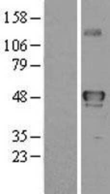 Western Blot YANK2 Overexpression Lysate