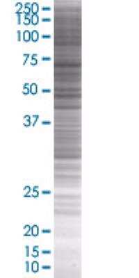 SDS-Page: YAP1 Overexpression Lysate (Denatured) [H00010413-T01] - YAP1 transfected lysate.