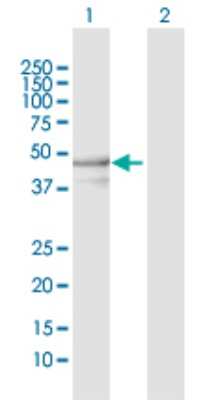 Western Blot: YARS2 Antibody [H00051067-D01P] - Analysis of YARS2 expression in transfected 293T cell line by YARS2 polyclonal antibody.Lane 1: YARS2 transfected lysate(53.20 KDa).Lane 2: Non-transfected lysate.