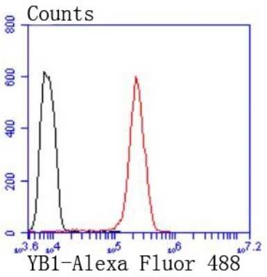 Flow Cytometry: YB1 Antibody (ST0432) [NBP2-67491] - Analysis of Hela cells with YB1 antibody at 1/50 dilution (red) compared with an unlabelled control (cells without incubation with primary antibody; black). Alexa Fluor 488-conjugated goat anti rabbit IgG was used as the secondary antibody.