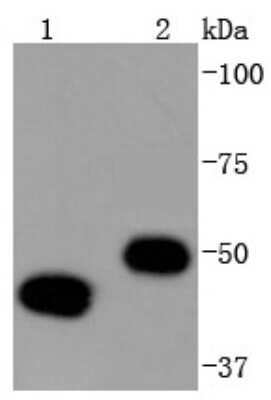 Western Blot: YB1 Antibody (ST0432) [NBP2-67491] - Analysis of YB1 on different lysates using anti-YB1 antibody at 1/1,000 dilution. Positive control: Lane 1: Hela Lane 2: Jurkat