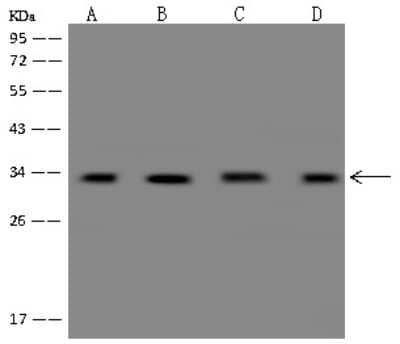 Western Blot: YB1 Antibody [NBP2-98908] - Anti-YB1 rabbit polyclonal antibody at 1:500 dilution. Lane A: HeLa Whole Cell Lysate Lane B: SW480 Whole Cell Lysate Lane C: A549 Whole Cell Lysate Lane D: MCF7 Whole Cell Lysate Lysates/proteins at 30 ug per lane. Secondary Goat Anti-Rabbit IgG (H+L)/HRP at 1/10000 dilution. Developed using the ECL technique. Performed under reducing conditions. Predicted band size: 36 kDa. Observed band size: 36 kDa