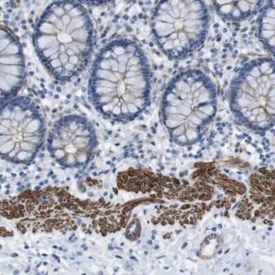 Immunohistochemistry-Paraffin YIF1A Antibody - BSA Free
