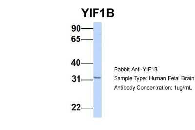 Western Blot: YIF1B Antibody [NBP1-59926] - Human Fetal Brain, Antibody Dilution: 1.0 ug/ml.