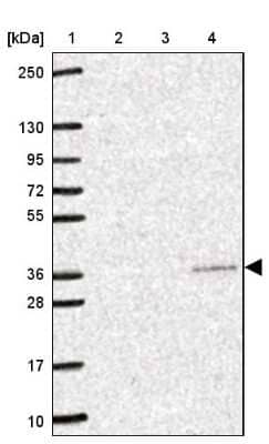 Western Blot: YIF1B Antibody [NBP2-49179] - Lane 1: Marker [kDa] 250, 130, 95, 72, 55, 36, 28, 17, 10Lane 2: Human cell line RT-4Lane 3: Human cell line U-251MG spLane 4: Human plasma (IgG/HSA depleted)