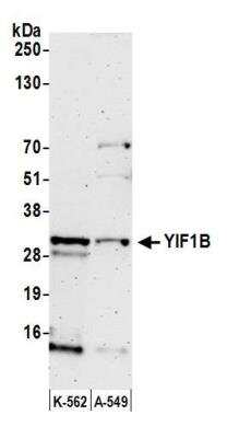 Western Blot: YIF1B Antibody [NBP2-76381] - Samples: Whole cell lysate (50 ug) from K-562 and A-549 cells prepared using NETN lysis buffer. Antibody: Affinity purified rabbit anti-YIF1B antibody NBP2-76381 used for WB at 1:1000. Detection: Chemiluminescence with an exposure time of 3 minutes.