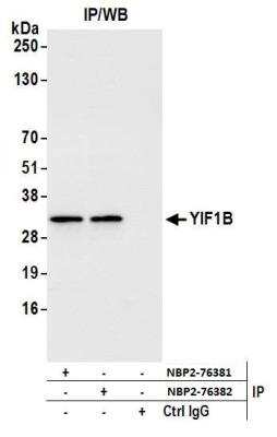 Western Blot: YIF1B Antibody [NBP2-76381] - Samples: Whole cell lysate (1.0 mg per IP reaction; 20% of IP loaded) from K-562 cells prepared using NETN lysis buffer. Antibodies: Affinity purified rabbit anti-YIF1B antibody NBP2-76381 used for IP at 40 ul per reaction. YIF1B was also immunoprecipitated by rabbit anti-YIF1B antibody NBP2-76382. For blotting immunoprecipitated YIF1B, NBP2-76381 was used at 1:100. Detection: Chemiluminescence with an exposure time of 3 seconds.