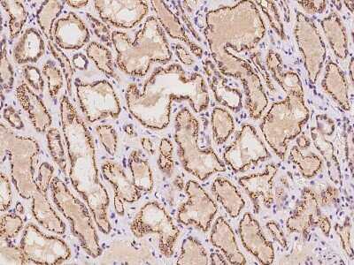 Immunohistochemistry-Paraffin: YIPF4 Antibody [NBP2-97649] - Immunochemical staining of human YIPF4 in human kidney with rabbit polyclonal antibody at 1:100 dilution, formalin-fixed paraffin embedded sections.
