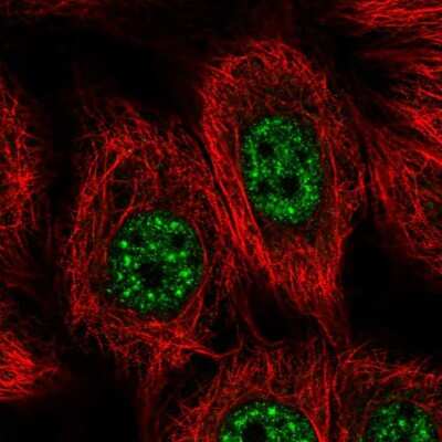 Immunocytochemistry/ Immunofluorescence YL1 Antibody