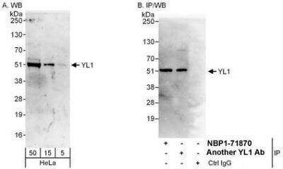 Western Blot YL1 Antibody