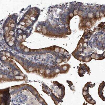 Immunohistochemistry-Paraffin: YPEL3 Antibody [NBP1-81237] - Staining of human colon shows strong cytoplasmic and membranous positivity in glandular cells.