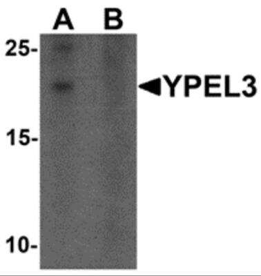 Western Blot YPEL3 Antibody - BSA Free