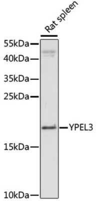 Western Blot YPEL3 Antibody - Azide and BSA Free