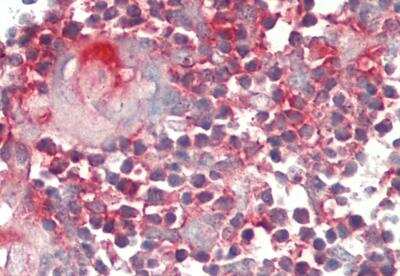 Immunohistochemistry YRDC Antibody - BSA Free