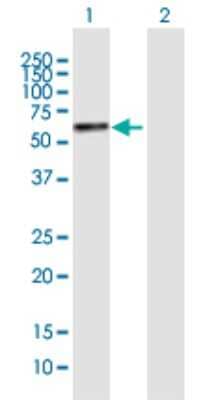 Western Blot: YTHDF2 Antibody [H00051441-B01P] - Analysis of YTHDF2 expression in transfected 293T cell line by YTHDF2 polyclonal antibody.  Lane 1: YTHDF2 transfected lysate(63.69 KDa). Lane 2: Non-transfected lysate.