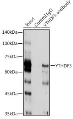 Immunoprecipitation YTHDF3 Antibody - BSA Free