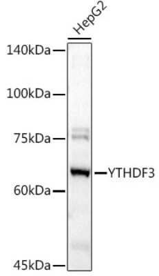Western Blot YTHDF3 Antibody - BSA Free