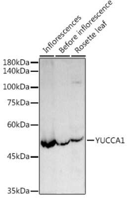 Western Blot: YUCCA1 Antibody [NBP3-16071] - Western blot analysis of extracts of various cell lines, using YUCCA1 antibody (NBP3-16071) at 1:1000 dilution. Secondary antibody: HRP Goat Anti-Rabbit IgG (H+L) at 1:10000 dilution. Lysates/proteins: 25ug per lane. Blocking buffer: 3% nonfat dry milk in TBST. Detection: ECL Enhanced Kit. Exposure time: 30s.