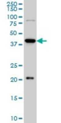 Western Blot: YY1 Antibody (2C4) [H00007528-M01] - YY1 monoclonal antibody (M01), clone 2C4 Analysis of YY1 expression in Hela S3 NE.