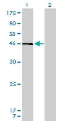 Western Blot: YY1 Antibody (2C4) [H00007528-M01] - Analysis of YY1 expression in transfected 293T cell line by YY1 monoclonal antibody (M01), clone 2C4.Lane 1: YY1 transfected lysate(44.7 KDa).Lane 2: Non-transfected lysate.