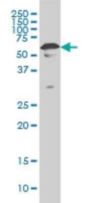 Western Blot: YY1 Antibody (4A5) [H00007528-M02] - YY1 monoclonal antibody (M02), clone 4A5 Analysis of YY1 expression in Hela S3 NE.