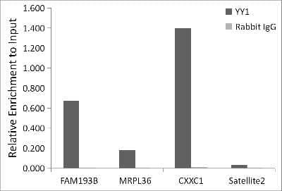 Chromatin Immunoprecipitation: YY1 Antibody (6J6L1) [NBP3-15779] - Chromatin immunoprecipitation analysis of extracts of 293T cells, using YY1 antibody (NBP3-15779) and rabbit IgG.The amount of immunoprecipitated DNA was checked by quantitative PCR. Histogram was constructed by the ratios of the immunoprecipitated DNA to the input.