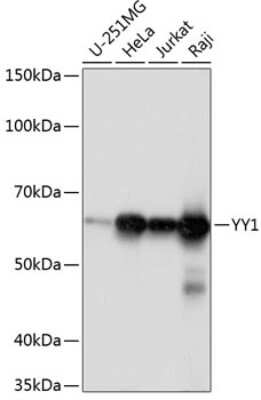 Western Blot: YY1 Antibody (6J6L1) [NBP3-15779] - Western blot analysis of extracts of various cell lines, using YY1 antibody (NBP3-15779) at 1:1000 dilution. Secondary antibody: HRP Goat Anti-Rabbit IgG (H+L) at 1:10000 dilution. Lysates/proteins: 25ug per lane. Blocking buffer: 3% nonfat dry milk in TBST. Detection: ECL Basic Kit. Exposure time: 1s.