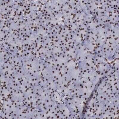 Immunohistochemistry-Paraffin: YY1 Antibody [NBP1-85260] - Staining of human pancreas moderate nuclear positivity in exocrine glandular cells.