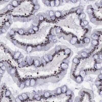 Immunohistochemistry-Paraffin: YY1 Antibody [NBP1-85260] - Staining of human small intestine shows moderate nuclear positivity in glandular cells.