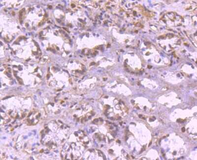 Immunohistochemistry-Paraffin: YY1 Antibody (SY29-01) [NBP2-67391] - Analysis of paraffin-embedded mouse colon tissue using anti-YY1 antibody. Counter stained with hematoxylin.