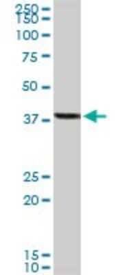 Western Blot: YY1 Antibody [H00007528-D01P] - Analysis of YY1 expression in human kidney.