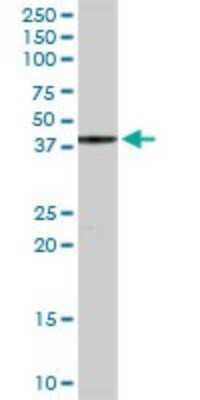 Western Blot: YY1 Antibody [H00007528-D01P] - Analysis of YY1 expression in mouse intestine.