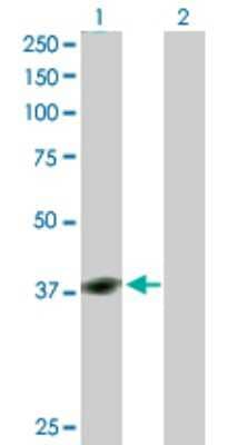 Western Blot: YY1 Antibody [H00007528-D01P] - Analysis of YY1 expression in transfected 293T cell line by YY1 polyclonal antibody.Lane 1: YY1 transfected lysate(44.70 KDa).Lane 2: Non-transfected lysate.