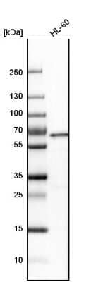 Western Blot YY1 Antibody