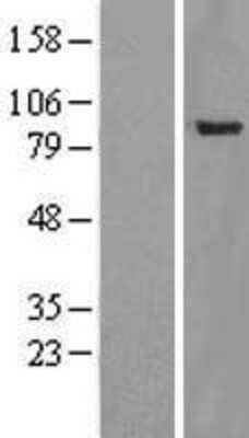 Western Blot YY1AP1 Overexpression Lysate