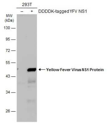 Western Blot: Yellow Fever Virus NS1 Antibody [NBP3-13335] - Non-transfected (-) and transfected (+) 293T whole cell extracts (30 ug) were separated by 10% SDS-PAGE, and the membrane was blotted with Yellow Fever Virus NS1 Protein antibody (NBP3-13335) diluted at 1:5000. The HRP-conjugated anti-rabbit IgG antibody (NBP2-19301) was used to detect the primary antibody.